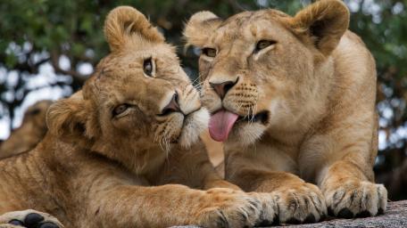 Playful Lioness Bond wallpaper