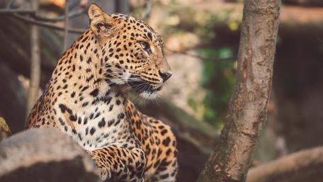 Majestic Leopard in Woodland Glow wallpaper