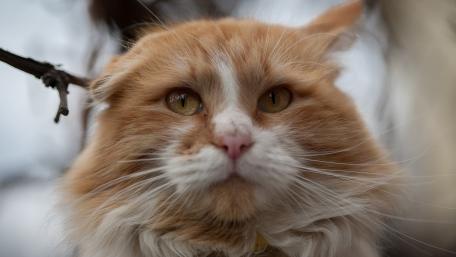 Majestic Ginger Cat Portrait wallpaper
