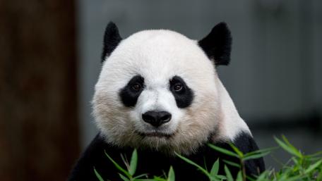 Gentle Giant Panda Portrait wallpaper