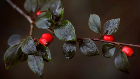 Moody Berry Twig Elegance wallpaper