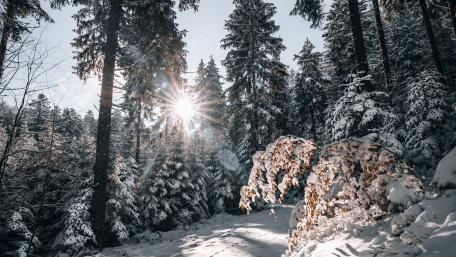 Sunlit Winter Forest Path wallpaper