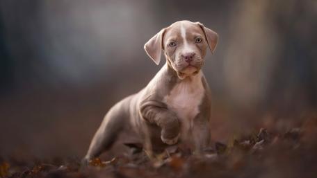 Autumn Pit Bull Puppy Portrait wallpaper