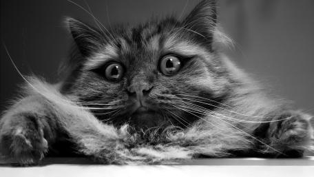 Playful Monochrome Cat Portrait wallpaper