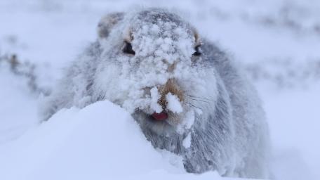 Snow Covered Hare in Winter wallpaper