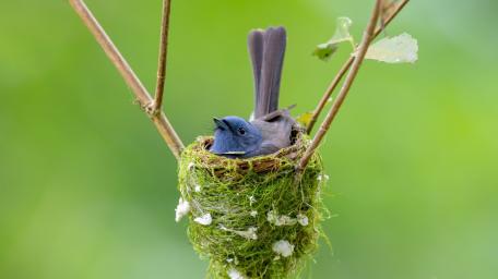 Blue Bird Resting in a Cozy Nest wallpaper