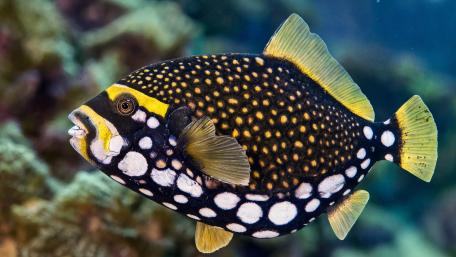Clown Triggerfish wallpaper