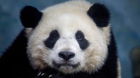Gentle Giant Panda Portrait wallpaper