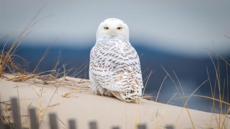 Snowy Owl on Silent Dunes wallpaper