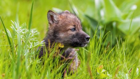 Adorable Wolf Pup in Meadow Grass wallpaper