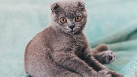 Cute Scottish Fold Kitten Resting on Soft Blanket wallpaper