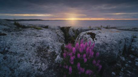 Serene Coastal Sunset with Purple Flowers wallpaper