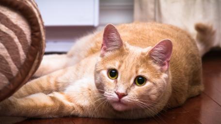 Gentle Ginger Cat Resting Indoors wallpaper