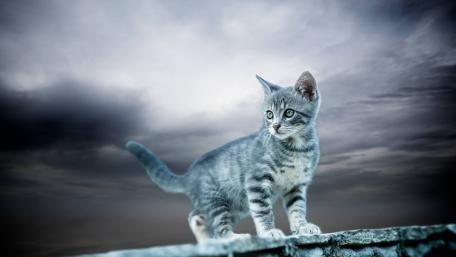 Grey Tabby Kitten Under Stormy Skies wallpaper
