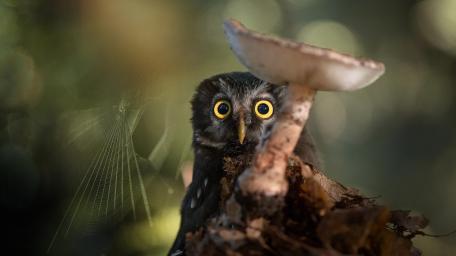 Curious Little Owl in Forest Glow wallpaper