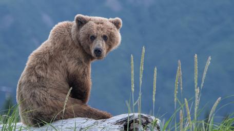 Mountain Bear Resting in Quiet Wild wallpaper