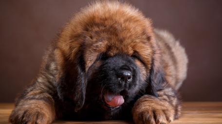 Fluffy Tibetan Mastiff Puppy Resting wallpaper