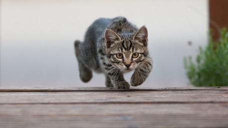Playful Tabby Kitten Pouncing Forward wallpaper