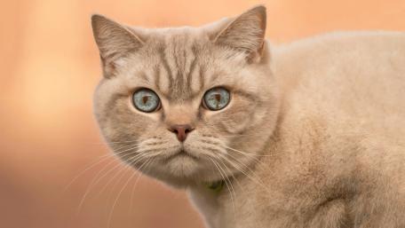 Gentle British Shorthair Portrait wallpaper