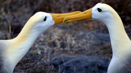 Albatross Mating Dance wallpaper