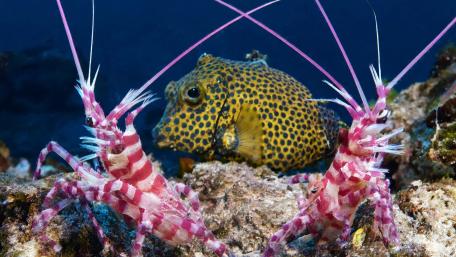 Spotted Box Fish wallpaper