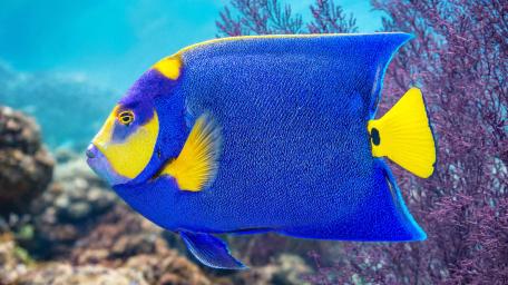 Radiant Queen Angelfish over Coral Reef wallpaper