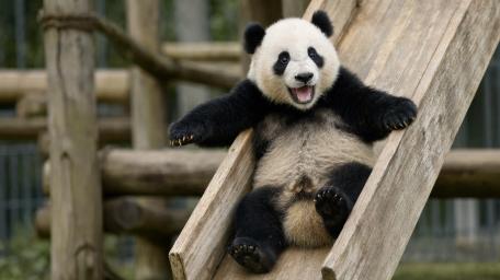 Panda Slide wallpaper