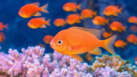Vibrant Anthias Over Coral Reef wallpaper