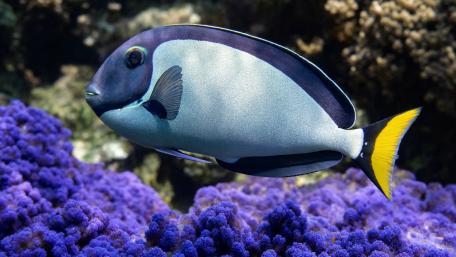 Blue Surgeonfish in Vibrant Coral Reef wallpaper