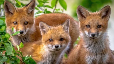 Adorable Fox Cubs in Woodland Light wallpaper