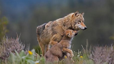 Wolf and Cub in Wild Harmony wallpaper