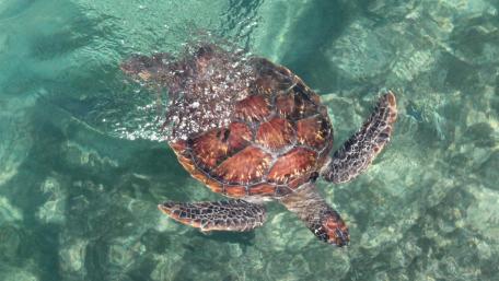 Graceful Sea Turtle in Turquoise Waters wallpaper