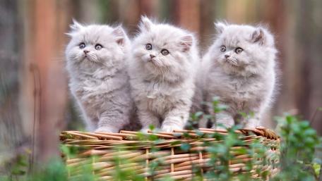 Fluffy Silver Kittens in a Basket wallpaper