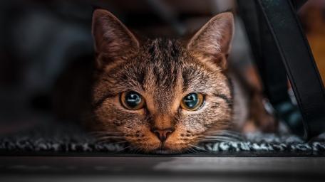 Curious Tabby Cat Closeup wallpaper