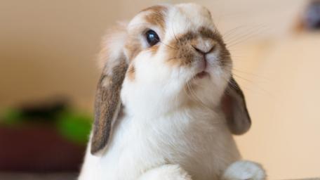 Curious Bunny Close Up wallpaper