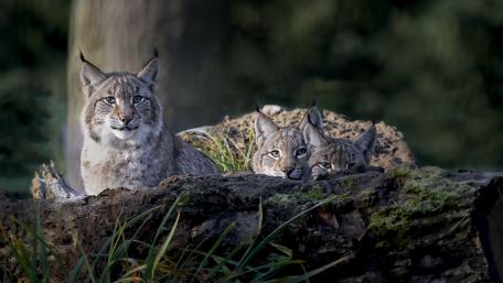 Silent Lynx Family Watch wallpaper