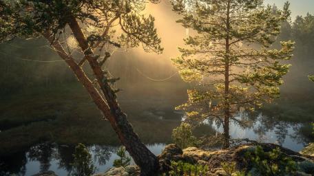 Golden Morning Over Forest Lake wallpaper