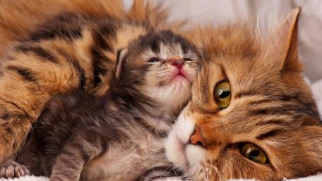 Cute Cat Love wallpaper