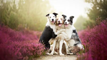 Joyful Border Collie Trio in Blooming Field wallpaper