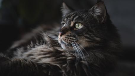 Moody Portrait of a Regal Tabby Cat wallpaper