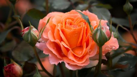 Orange Rose Blossom In Soft Garden Light wallpaper