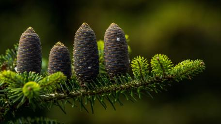 Evergreen Cones in Forest Glow wallpaper