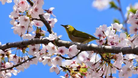 Spring Bird Among Cherry Blossoms wallpaper