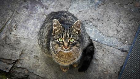 Alert Tabby Cat on Stone Ground wallpaper