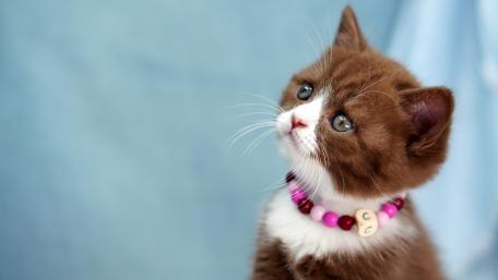 Curious Kitten Portrait wallpaper