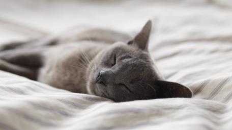 Sleeping Gray Cat on Soft White Bedding wallpaper