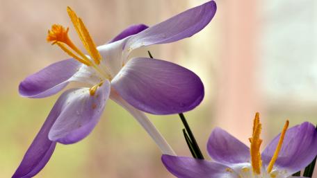 Purple Crocus Bloom Elegance wallpaper