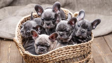 Adorable French Bulldog Puppies in a Basket wallpaper