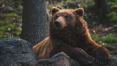 Majestic Brown Bear Resting in Forest wallpaper
