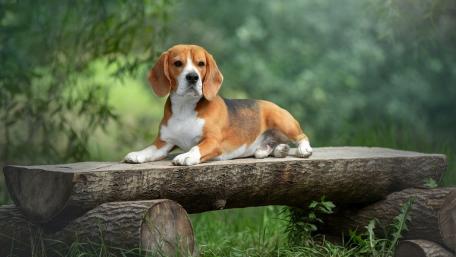 Beagle Resting in the Forest wallpaper